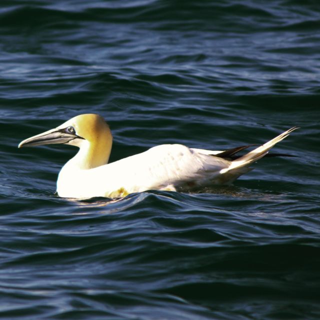 Faro: Royal Pudding Real Boat Tours 6h Ria Formosa Boat Tour - Meeting Point