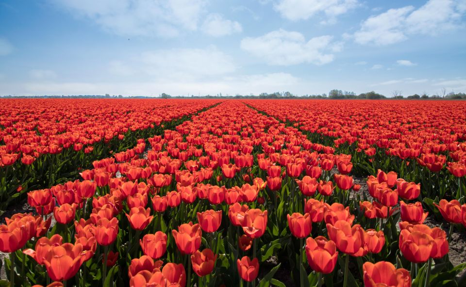 From Amsterdam: Tulip Fields of Holland Tour - Photo Opportunities