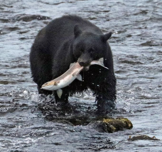 From Ketchikan: Potlatch Totem Park and Herring Cove Tour - Exploring Potlatch Park