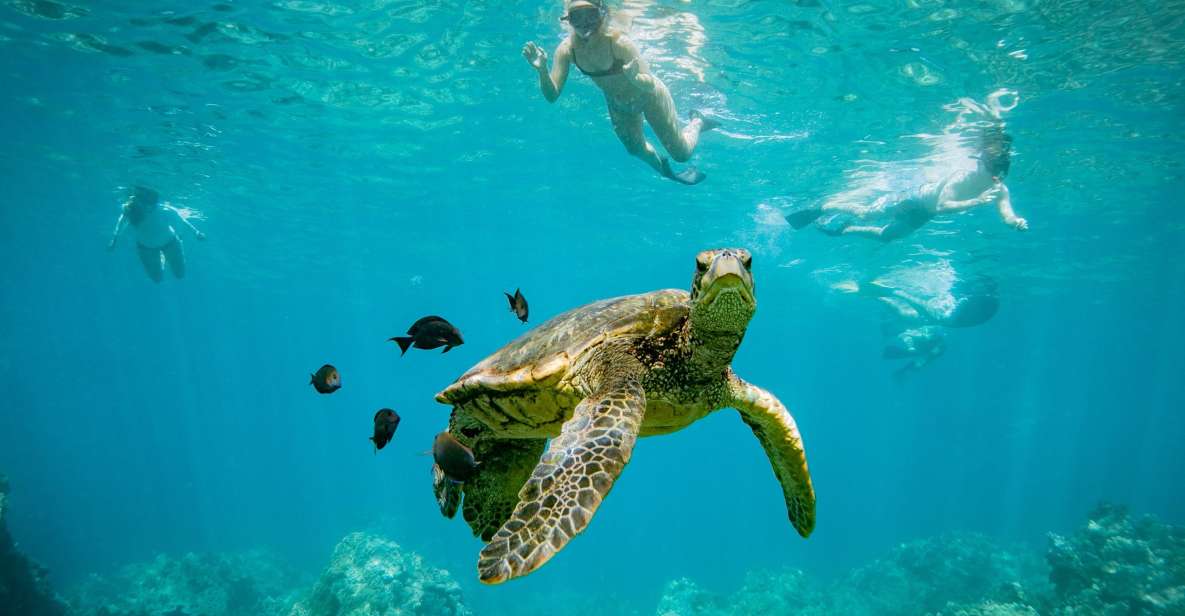 From Maalaea: Turtle Town 3-Hour Snorkel and Sail Adventure - Meeting Point and Parking