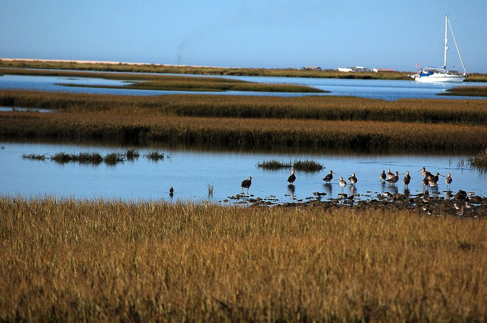 From Olhão: Ria Formosa & Culatra Island 3.5-Hour Boat Trip - Tour Overview