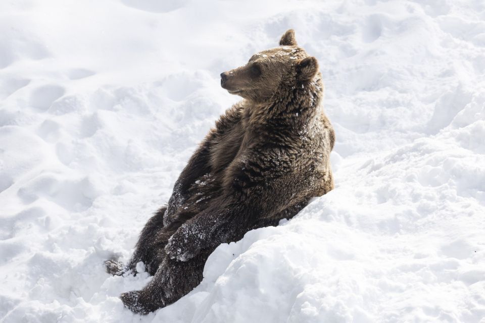 From Rovaniemi: Ranua Wildlife Park Experience - Sled Rides for Children