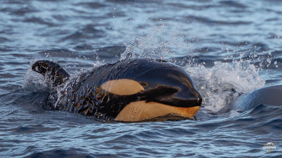 From Skjervøy: Whale Watching in a Heated Cabin Cruiser - What to Bring