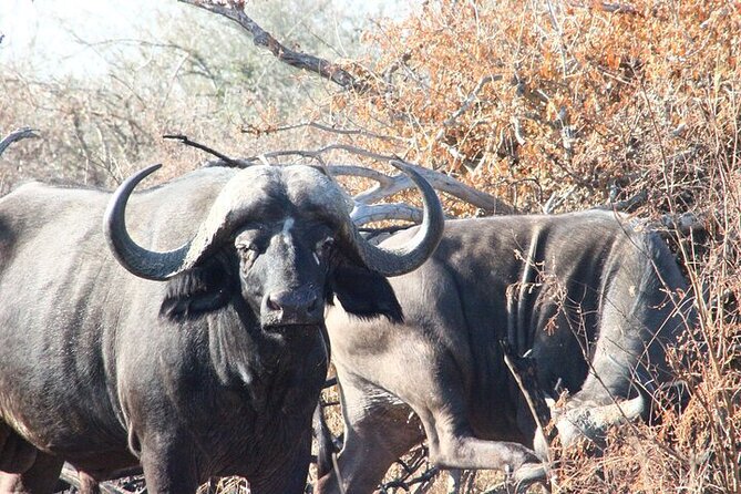 Full-Day Shared Kruger National Park Safari From Hoedspruit - Reviews and Ratings