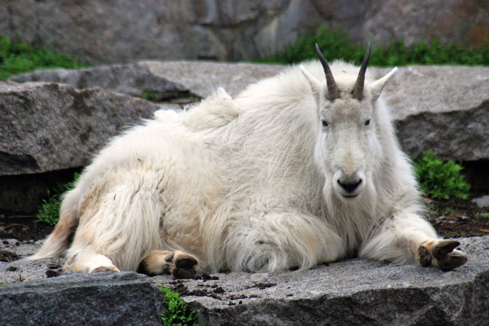 Glacier National Park: Self-Guided Driving Tour - Customer Reviews and Feedback