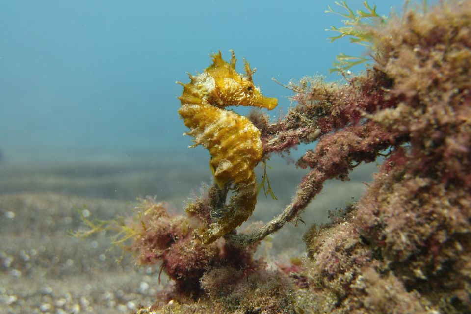 Gran Canaria: Try Scuba Diving for Beginners - Health and Safety Guidelines