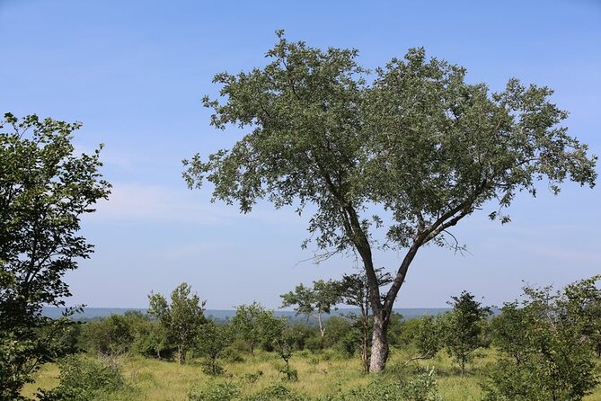 Half-Day Nature Walk in Mosi-Oa-Tunya National Park From Livingstone - Wildlife and Flora