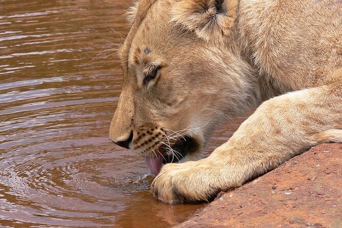 Half Day Wildlife Tour to Nairobi National Park Game Drive With Pickup/Drop off - Maximum Traveler Capacity