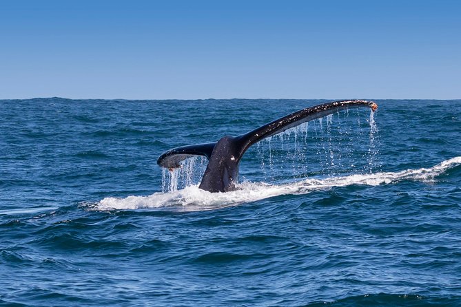 Hermanus Whale Watching Boat Trip With Shared Transfers From Cape Town - Whale-Watching Adventure