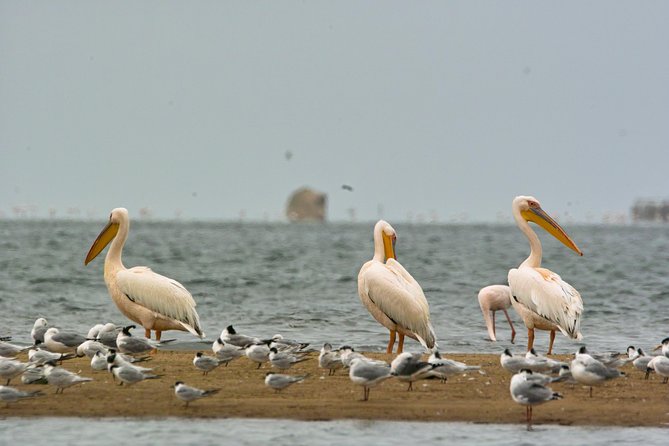 Highlights of Walvis Bay Guided 1/2 Day Tour (Shore Excursion) - Cruise Ship Passengers