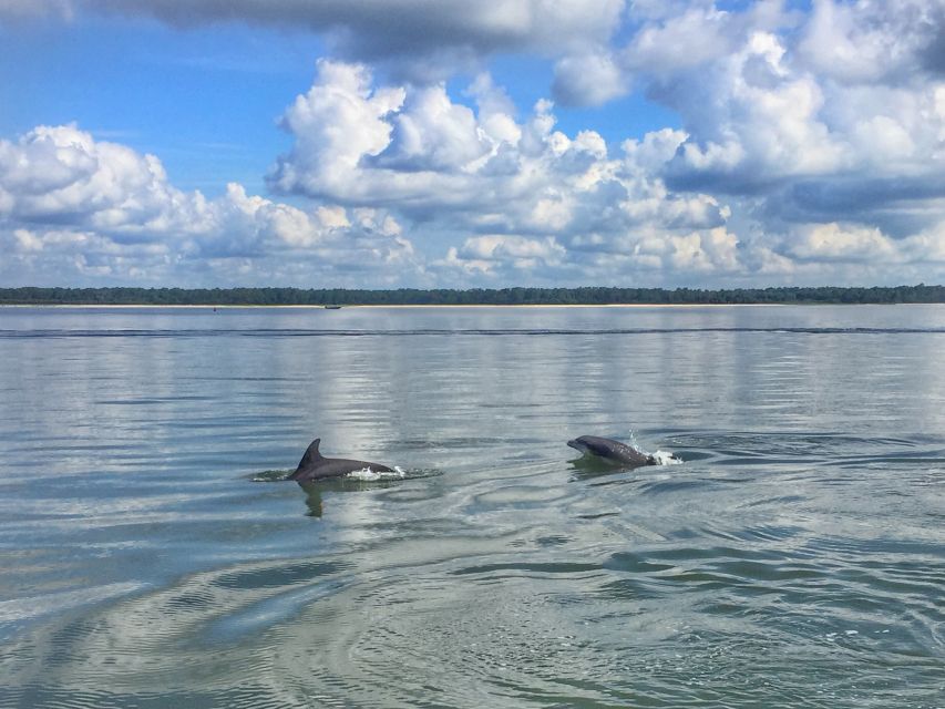 Hilton Head Island: Pontoon Boat Rental - Sighting Local Wildlife