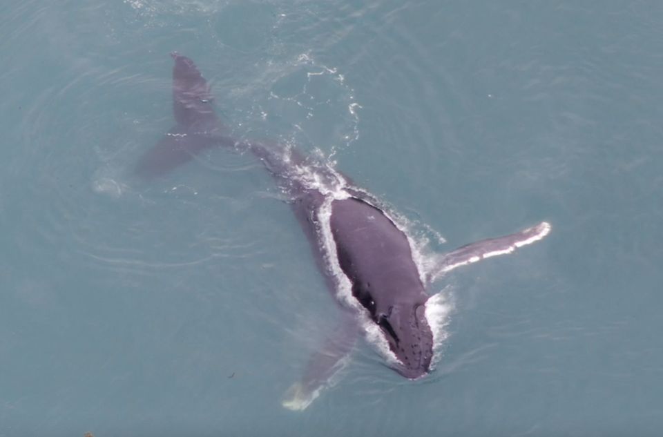 Hoonah: Icy Strait Whale Watch With Drone Filmography - Whale and Wildlife Sightings