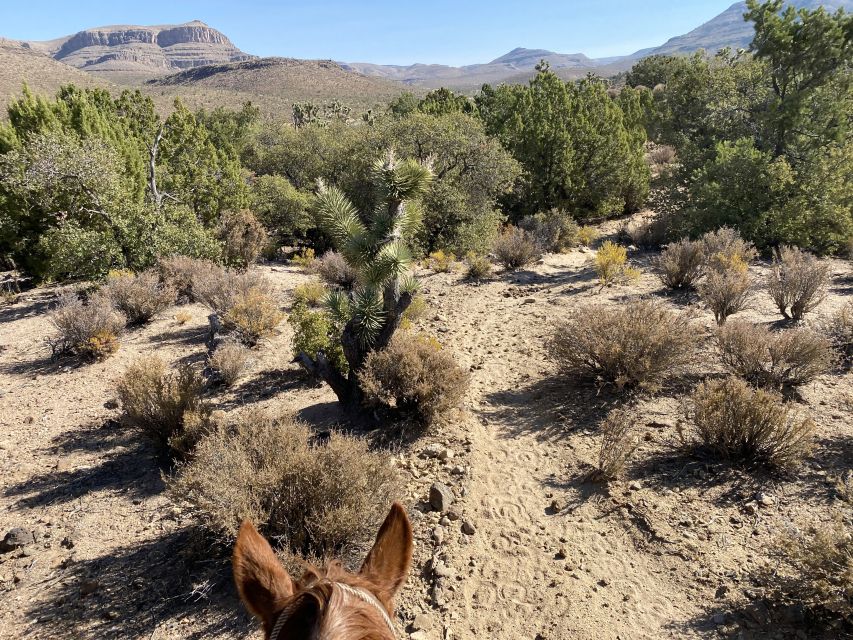 Horseback Ride Thru Joshua Tree Forest With Buffalo & Lunch - Age and Weight Restrictions