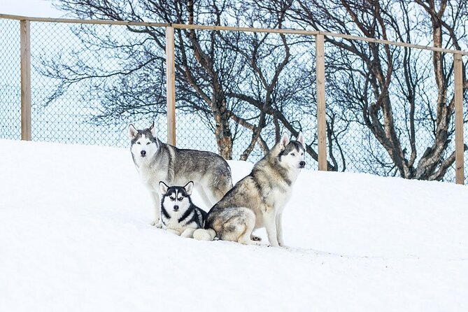 Husky Petting in Akureyri (private) - Pickup Details