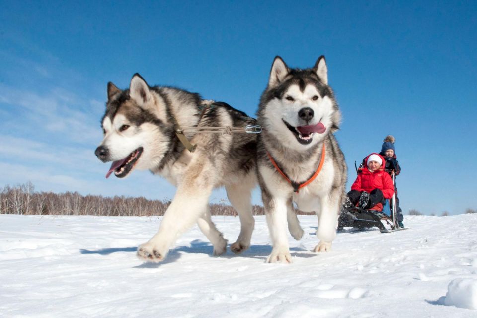 Husky Tour Experience in Levi - Inclusions and Exclusions