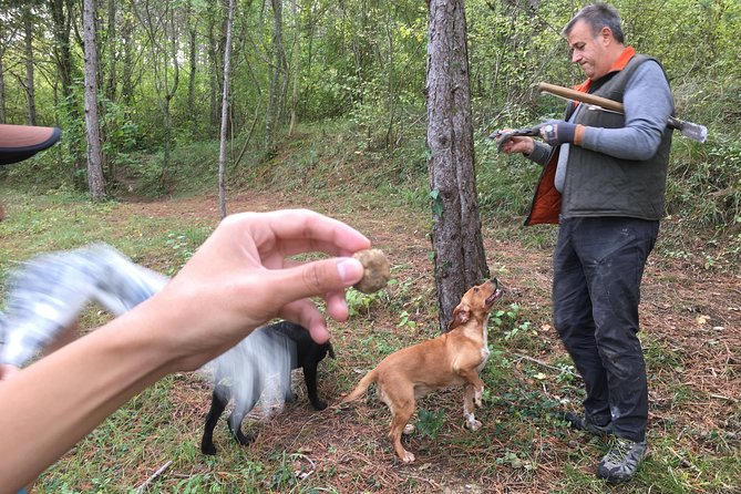 Istrian Tapestry - Gourmet Tour Combining Wine, Truffles and Olive Oil - Truffle Tasting Experience