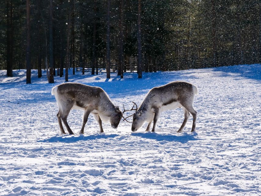 Ivalo: Winter Short Break in Northern Lapland - Excluded From the Package