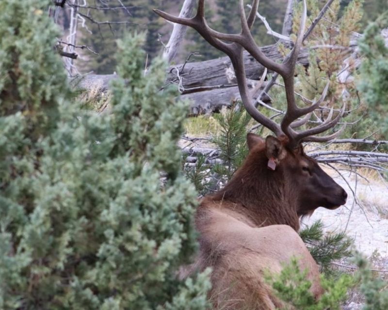 Jackson Hole:Guided Tours of Yellowstone Park & Teton 3-Days - Getting to Jackson Hole