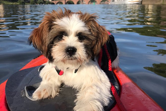 Kayak Tour in Heidelberg on the Neckar River - Exploring the Neckar River