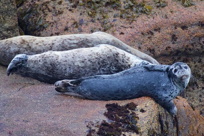 Kenai Fjords and Resurrection Bay Half-Day Wildlife Cruise - Transportation and Meeting Details