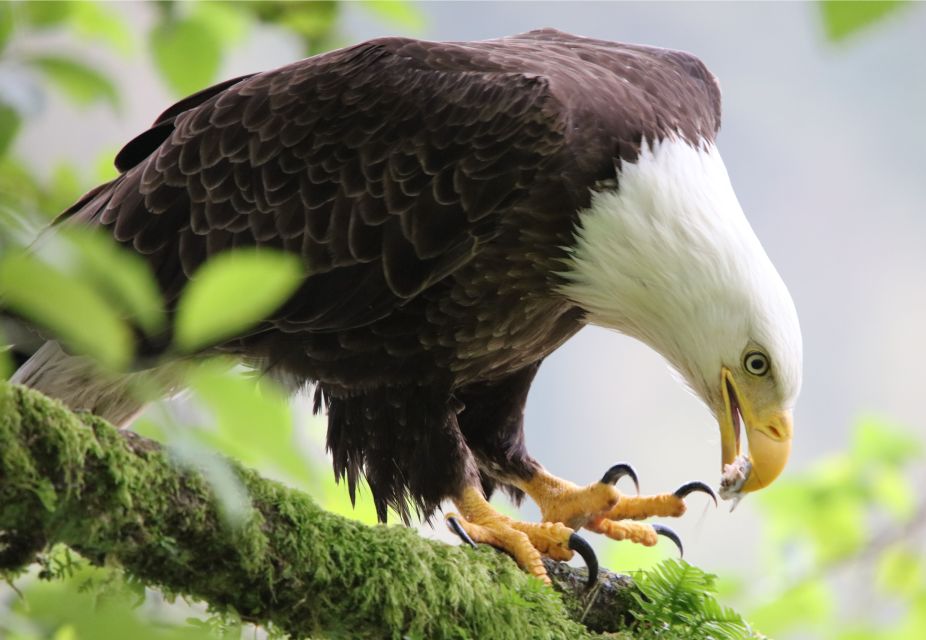 Ketchikan: Potlatch Park, City and Wildlife Private Van Tour - Museum Exhibits and Crafts