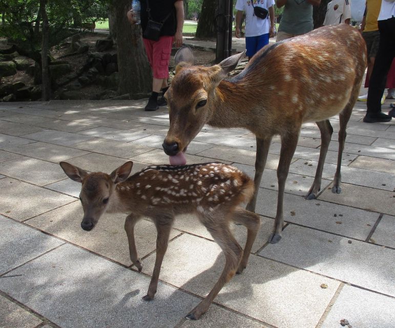 Kyoto-Nara: Giant Buddha, Deer Pagoda Geisha (Italian) - Customer Feedback