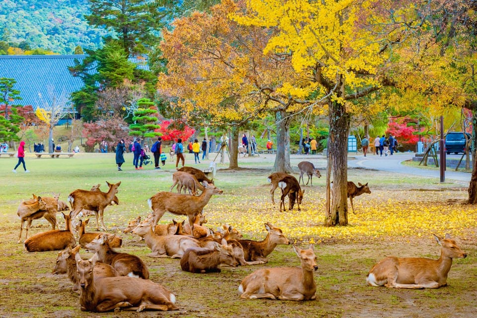 Kyoto/Osaka: Kyoto and Nara Customized Private Guided Tour - Booking and Preparation