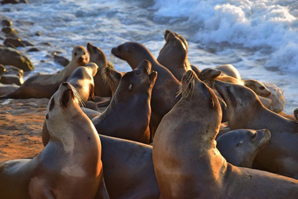 La Jolla: Self-Guided Smartphone Audio Tour - Accessibility