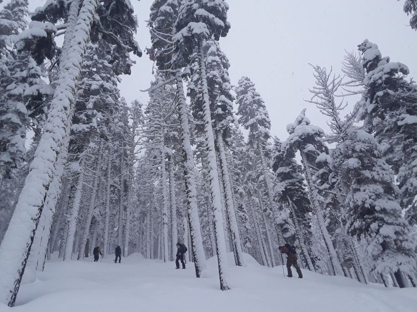 Lake Tahoe: Snowshoeing Guided Tour - Meeting Location and Directions