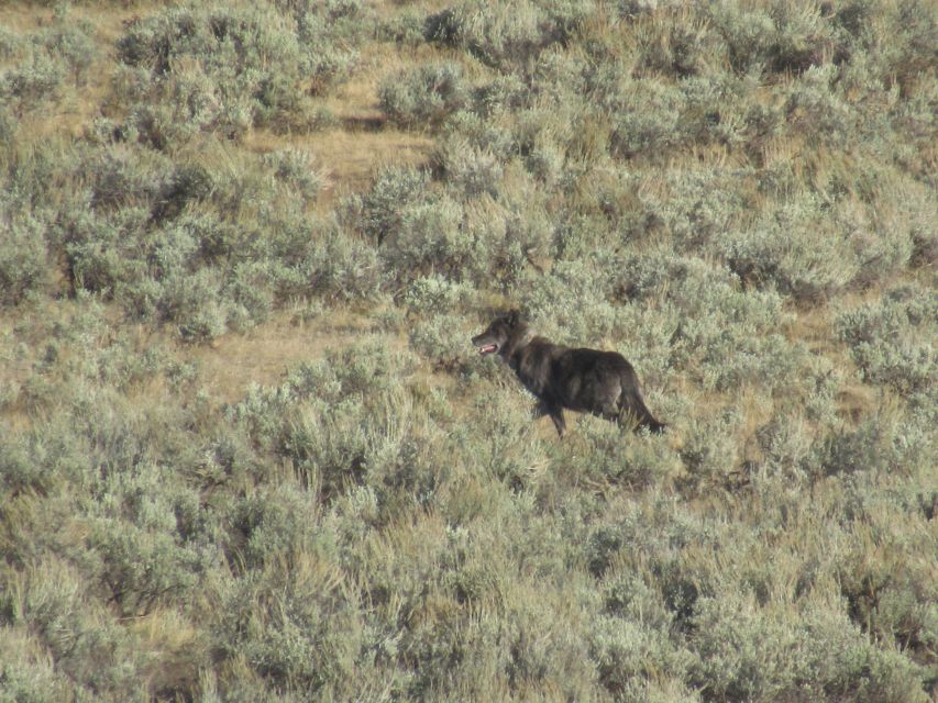 Lamar Valley: Safari Hiking Tour With Lunch - Wildlife Viewing Opportunities