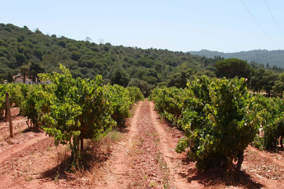 Lisbon: Arrábida and Sesimbra Day Trip With Wine - José Maria Da Fonseca Winery