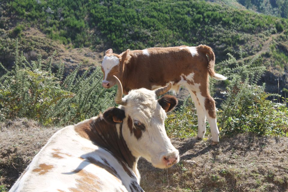 Madeira: Southwest Coast, Rabacal and Risco Waterfall 4x4 Tour - Pickup and Drop-off Locations