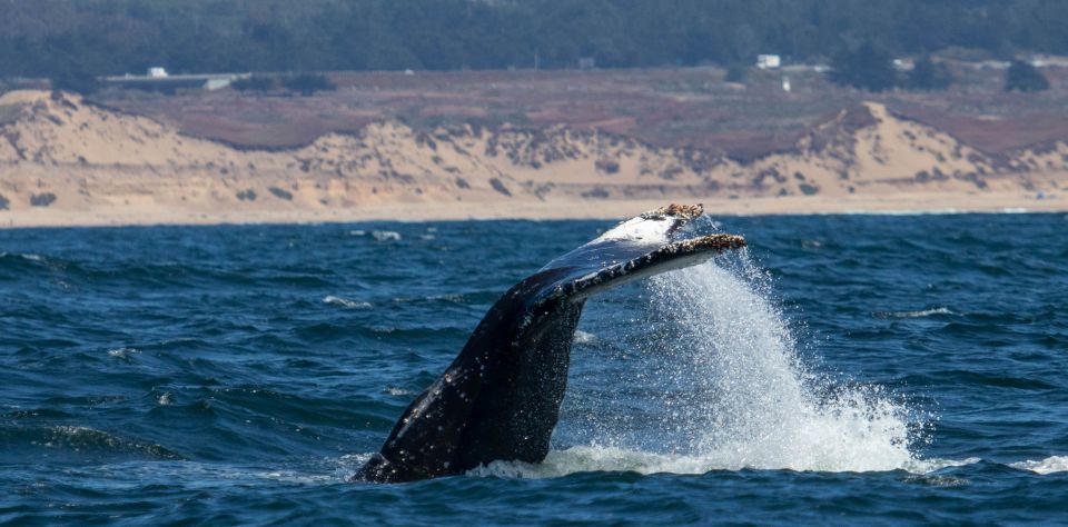 Monterey: Sunset Whale Watching Cruise With a Guide - Parking and Transportation