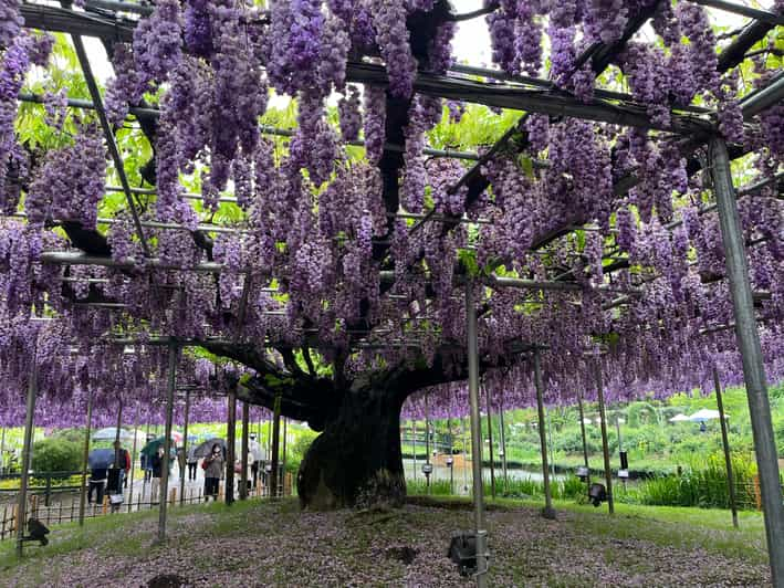 Most Beautiful Great Wisteria in the World - Transportation and Meeting Arrangements