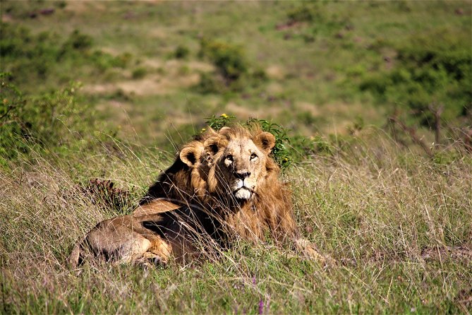 Nairobi National Park Half Day Tour - Tour Confirmation