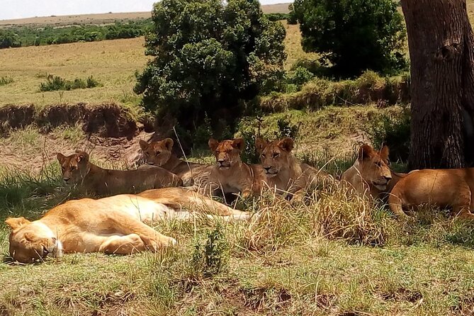 Nairobi National Park Half-Day Tour; Free Wi-Fi Connection - Booking and Confirmation