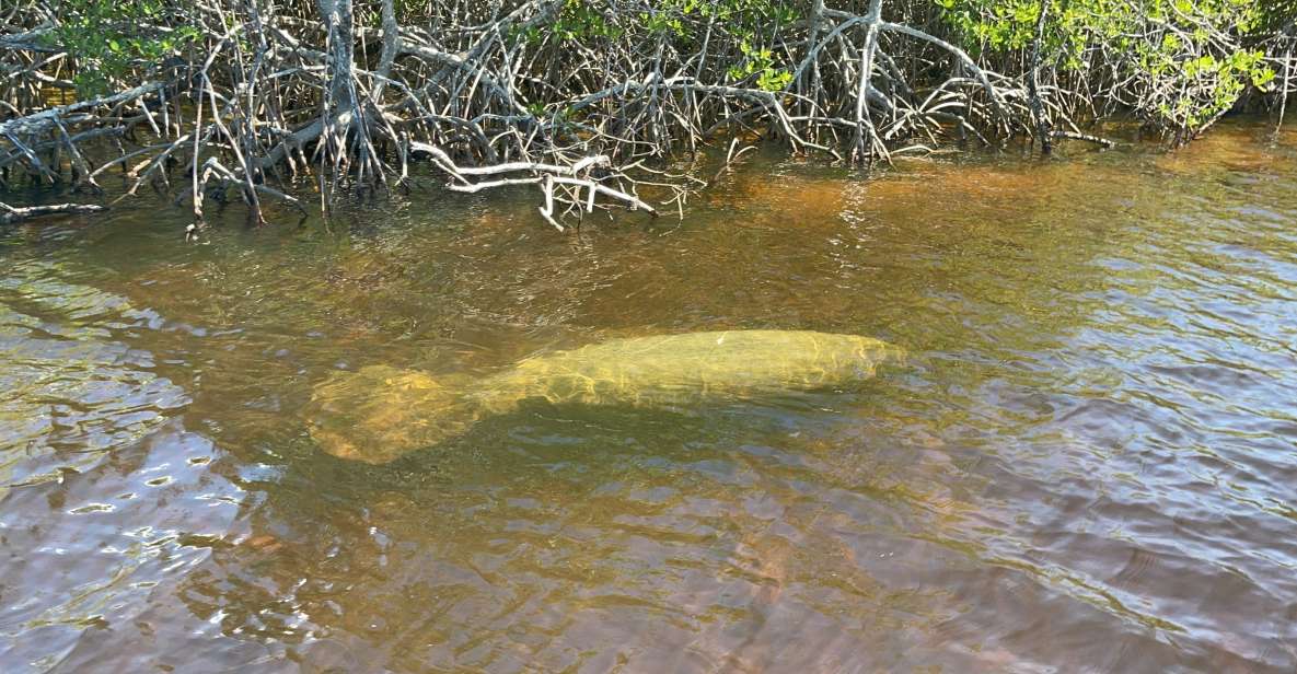 Naples, FL: Manatee Sightseeing and Wildlife Boat Tour - Minimum Group Size