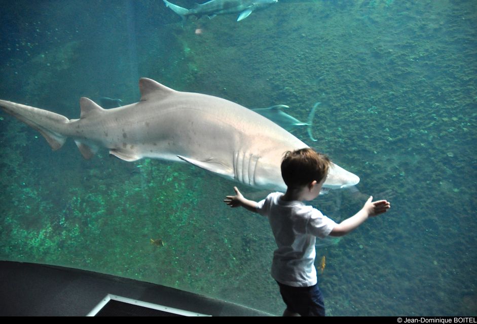 Nausicaa National Sea Center: Full-Day Entry Ticket - Accessibility for All Visitors