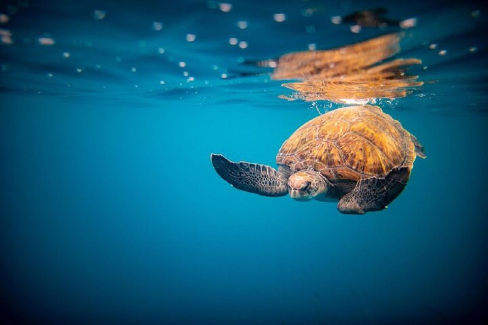 Oahu: North Shore Hale'iwa: Private Boat Charter - Spotting Marine Species