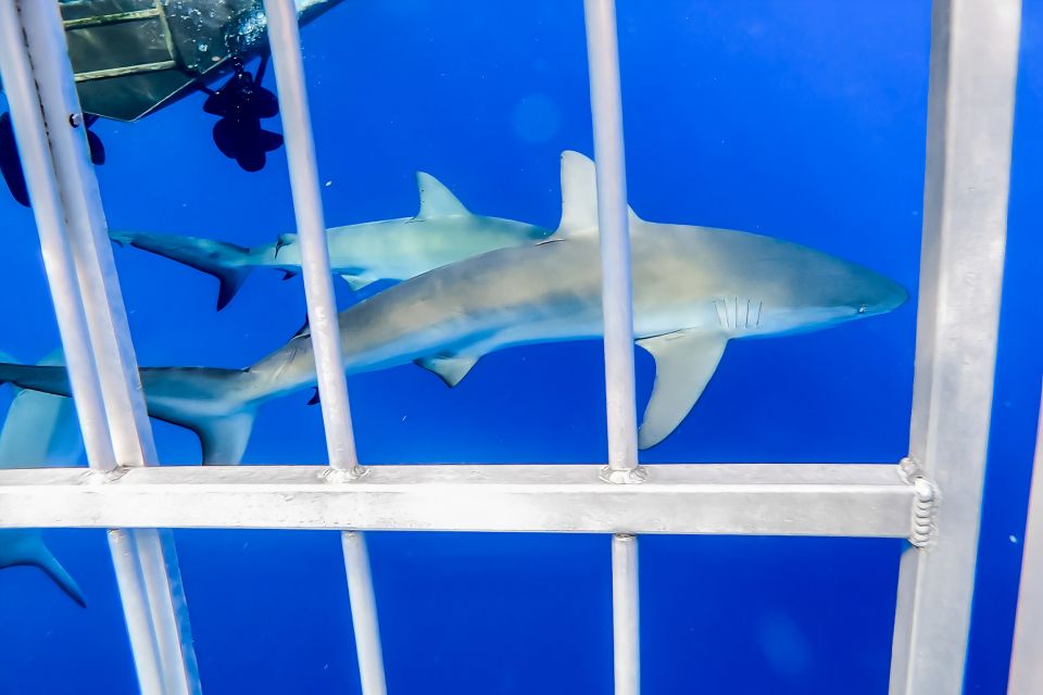 Oahu: Shark Cage Dive on the North Shore - Meeting Point and Directions