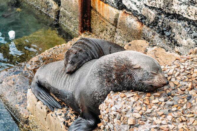 Peninsula Roadtrip: Boulders Beach & Cape Point - Transport and Driver