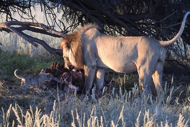 Pilanesberg Safari Open Vehicle Game Full Day - Customer Feedback