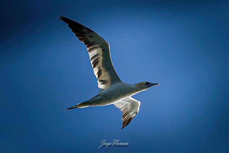 Portimão: Dolphins and Marine Life Boat Tour With Biologist - Meeting Point and Important Information