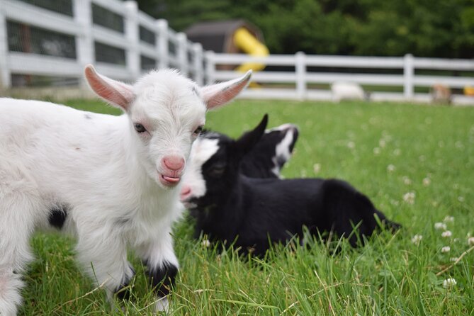 Premium Amish Country Tour Including Amish Farm and House - Accessibility and Transportation