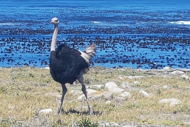 Private Cape Peninsula Tour - Cape Point, Cape of Good Hope Sightseeing - Marvel at Boulders Penguin Colony