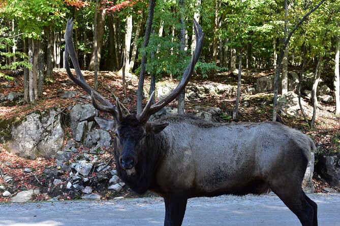 Private Day Trip to Parc Omega and Chateau Montebello From Montreal - Cancellation and Refund Policy