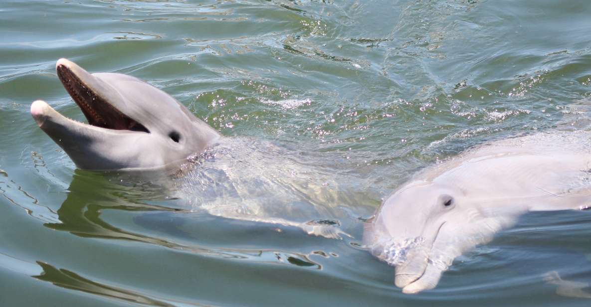 Private Dolphin Tours in the Amazing Savannah Marsh - Meeting Location and Arrival