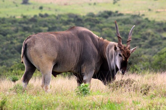 Private Full-Day Addo Elephant National Park Safari - Additional Considerations