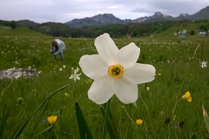 Private Full-Day Tour in Moraca and Tara Canyons, Durmitor & Biogradska Gora NP - Visiting Biogradska Gora National Park