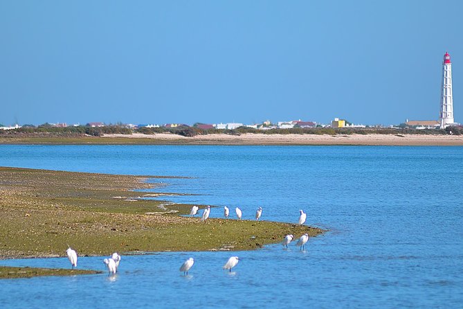 Private Ria Formosa Natural Park Boat Cruise From Faro - Infants and Children